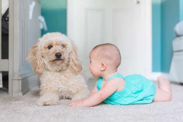 תינוק עם כלב על שטיח לבן - אילוסטרציה